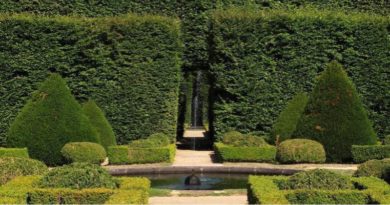 Maintaining Garden Hedges
