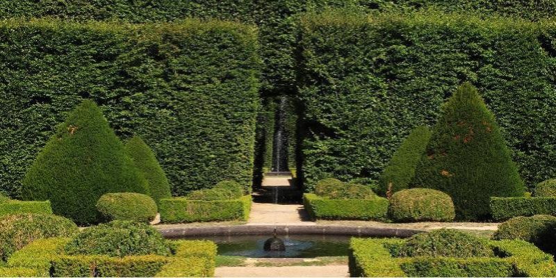 Maintaining Garden Hedges