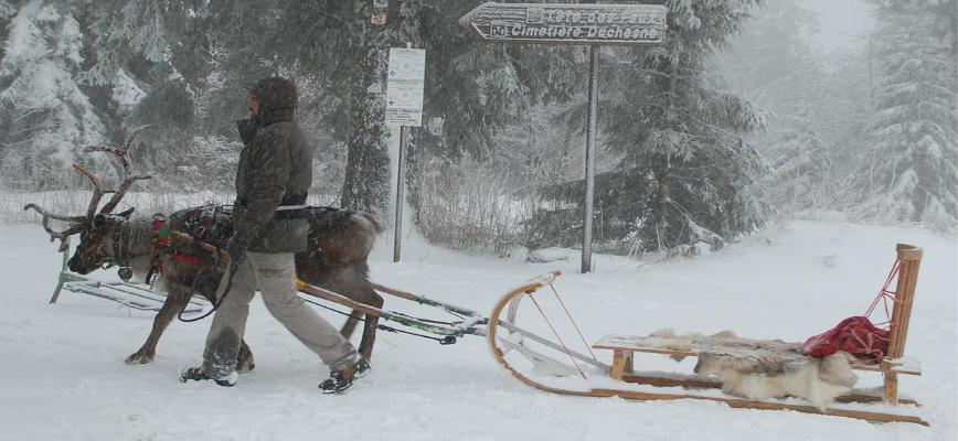 Fun and Festive Places to Visit Reindeer