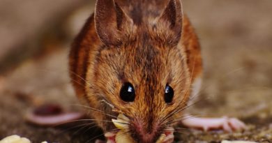 preventing-a-rat-infestation