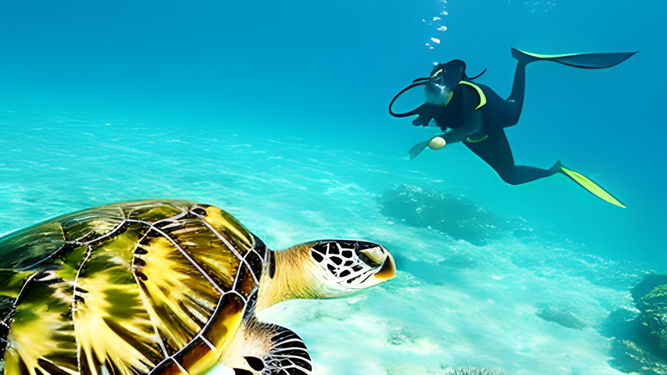 Swimming With Sea Turtles in Barbados