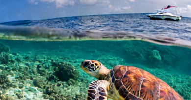 Turtle Watching Excursions Snorkelling in Barbados