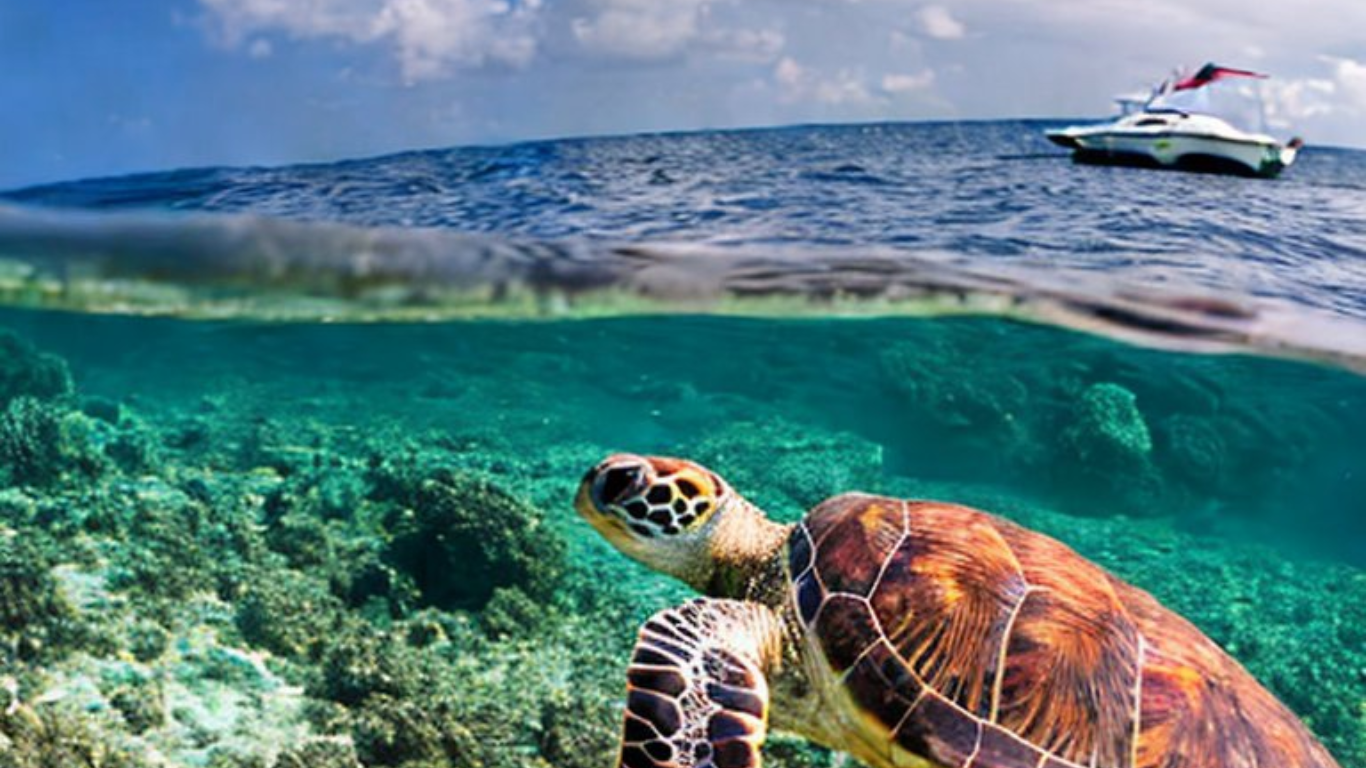 Turtle Watching Excursions Snorkelling in Barbados